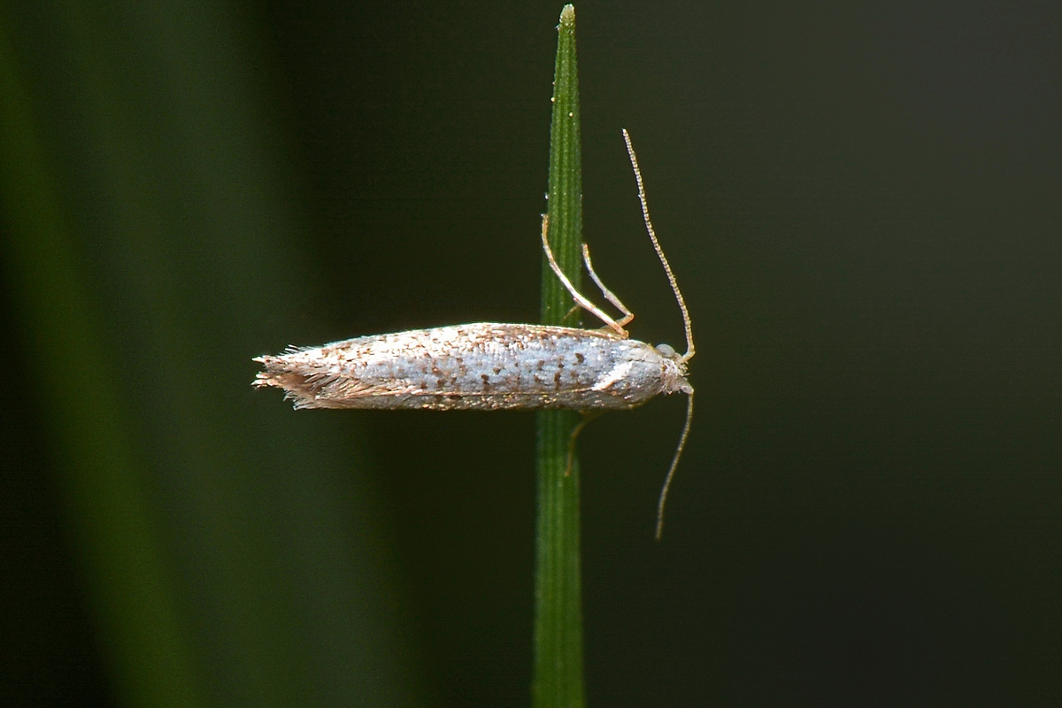 Argyresthiidae? S, cfr. Argyresthia retinella